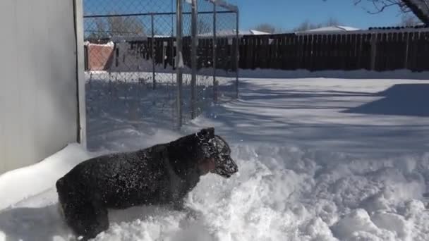 Rottweiler Dog Frolicking Fresh Deep Snow Backyard Slow Motion — Stock Video