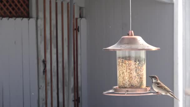 Two Small Birds Eating Seeds Feeder Light Snow — Stock Video