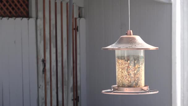 Les Oiseaux Volent Pour Manger Leur Mangeoire Puis Dispersent — Video
