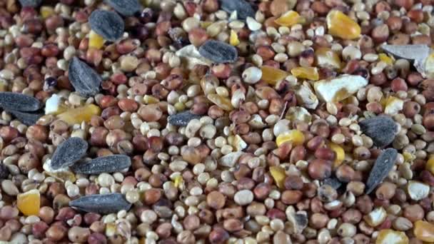 Organic High Protein Bird Seed Close Spinning Video — Stock Video