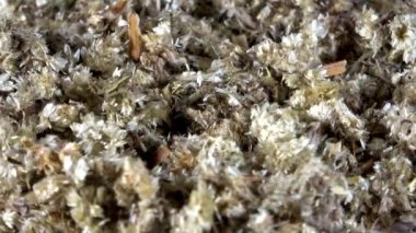 Susuz kalan mullein tomurcuklanıyor. Dönen video.