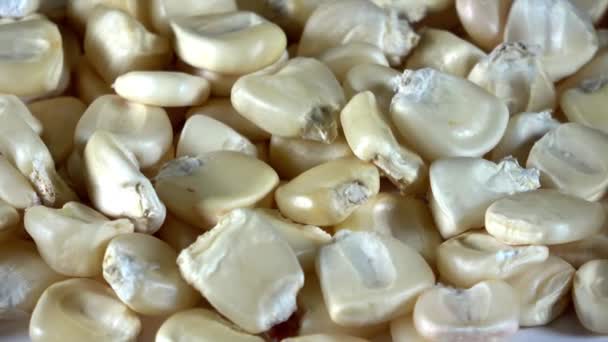 Dehydratované Bílé Hominy Kukuřice Spinning Video — Stock video