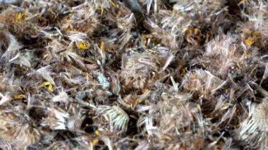 Susuz arnica spice dönen video.