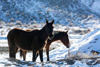 Nevada Çölü 'nde karlar içinde yanan at.