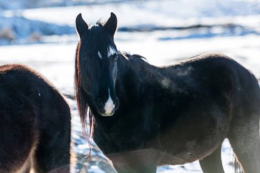 Nevada Çölü 'nde karlar içinde yanan at.