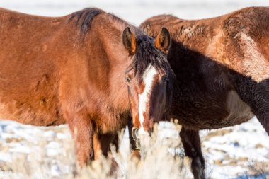 Vahşi atlar çalılıklarda yiyecek arıyor.