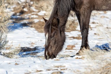 Vahşi atlar çalılıklarda yiyecek arıyor.