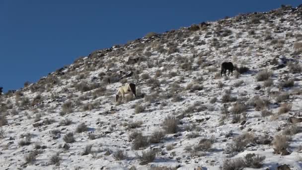 Two Wild Horses Browse Sagebrush Snowy Hill Desert — Stock Video