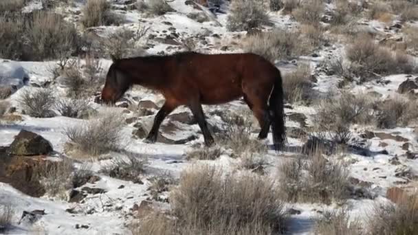 Wild Horse Walks Stiffly Snowy Hill Browsing Food — Stock Video