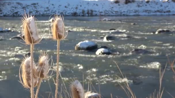 Têtes Chardon Mortes Hiver Fond Déconcentré Rivière Coulant Avec Neige — Video