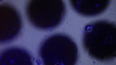 Yağ ve su kabarcıkları mavi UV ışığıyla aydınlatılan siyah noktaların üzerinde yavaşça hareket eder.