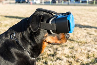 Rottweiler köpek bir parkta sanal gerçeklik kulaklık kullanarak