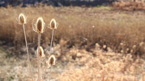 Dead Thistle Heads Rör Sig Långsamt Vinden Äng Vintern — Stockvideo