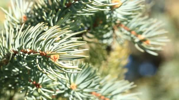 Green Branch Evergreen Tree Spring Moving Slowly Breeze — Stock Video