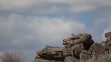 Küçük sincap bir ısı dalgası pus hareket kayalar üzerinde bir levrek onun sahne gözlemler