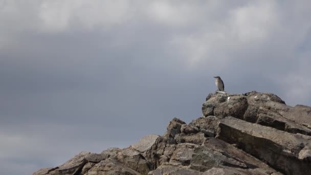 Pequeño Pájaro Observa Escena Desde Una Percha Sobre Rocas Moviéndose — Vídeo de stock