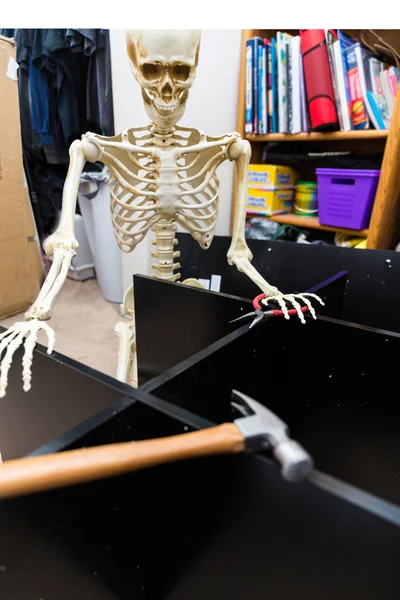 Οστεώδες Σκελετό Που Συναρμολογεί Ένα Μαύρο Ξύλινο Ράφι — Φωτογραφία Αρχείου