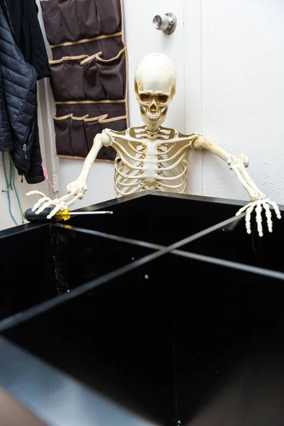 Esqueleto Óseo Montando Estante Madera Negro —  Fotos de Stock