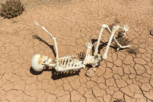 Esqueleto Seco Morto Sede Lama Rachada Deserto — Fotografia de Stock