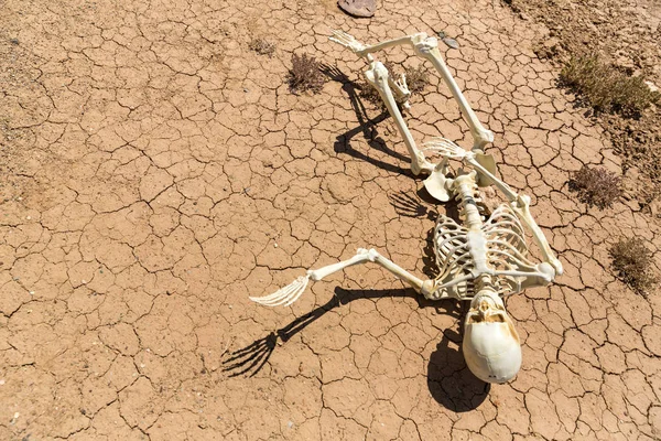 Scheletro Secco Morto Sete Fango Incrinato Nel Deserto — Foto Stock