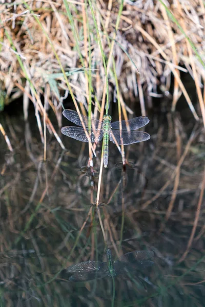 Dragonfly Siedzi Spokojnie Pobliżu Gorących Wiosennych Oazie Pustyni Czarnej Skały — Zdjęcie stockowe