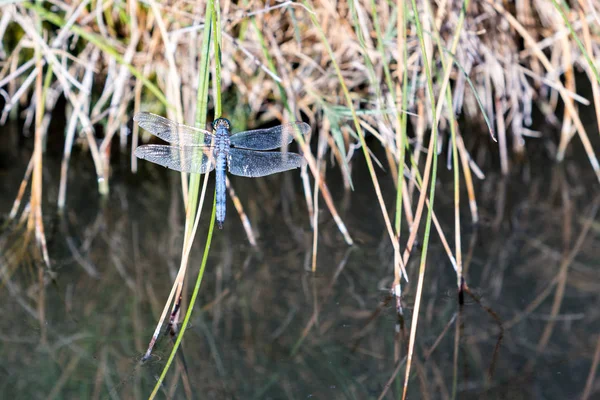 Dragonfly Sits Calmly Hot Spring Oasis Black Rock Desert — Stock Photo, Image