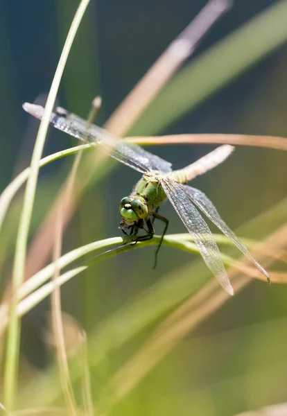 Libélula Sienta Tranquilamente Cerca Oasis Aguas Termales Desierto Black Rock — Foto de Stock