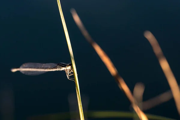 Libelle Sitzt Ruhig Der Nähe Einer Oase Mit Heißen Quellen — Stockfoto