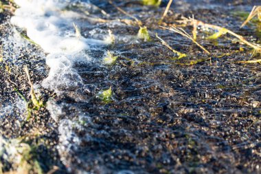 Kumsaldaki Piramit Gölü 'nde köpük ve kabarcıklar.