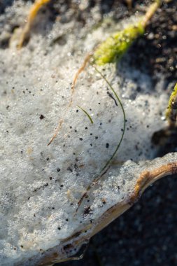 Kumsalda köpüklü baloncuk ve otlar yığını