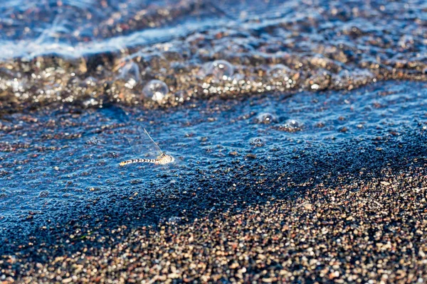 Libélula Flotando Sobre Las Olas Burbujas Rodando Playa —  Fotos de Stock