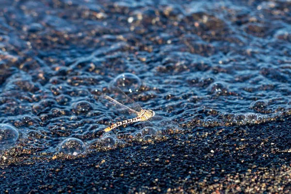 Vážka Vznášející Nad Vlnami Bublinami Valící Pláži — Stock fotografie