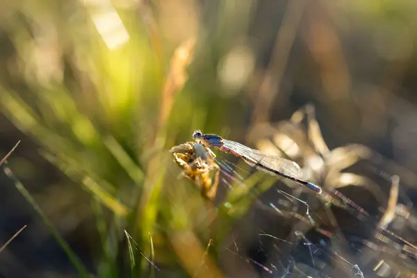 Damselfly Posado Sobre Trozo Hierba Luz Noche — Foto de Stock