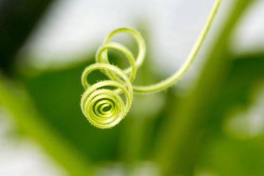 Bir serada büyüyen kıvırcık sarmaşıklar ve saplar.