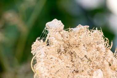 Uzun beyaz ve yeşil Kraliçe Anne 'in dantelli organik kurutulmuş sebze çiçeği.