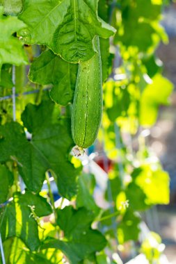 Bir seranın dışındaki sarmaşıklarda yetişen organik salatalıklar.