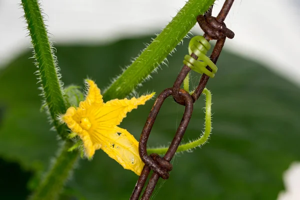 Squash blossom vines holding onto a chain growing in a greenhouse