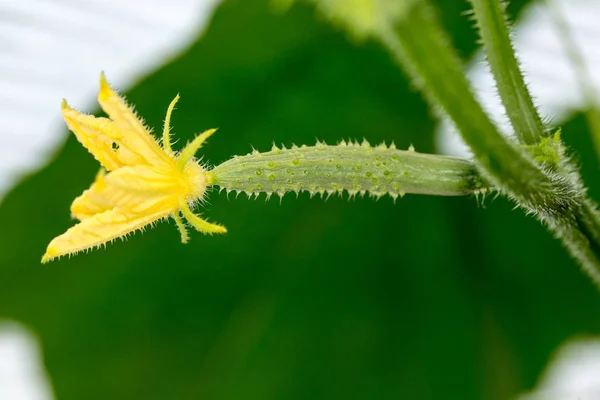 Squash blossoms and fruits growing in a greenhouse