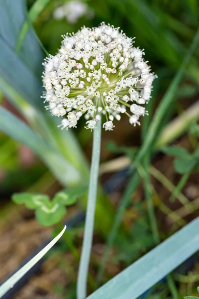 Organic garlic flower blooms growing in a greenhouse