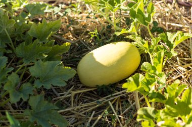 Organik bir bahçede yetişen spagetti kabağı.