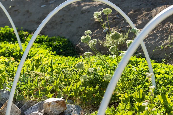 Weiße Pvc Pflanze Stützt Bogen Über Einen Bio Garten — Stockfoto
