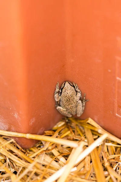 Pequeña Rana Escondida Recipiente Naranja Paja Junto Jardín — Foto de Stock