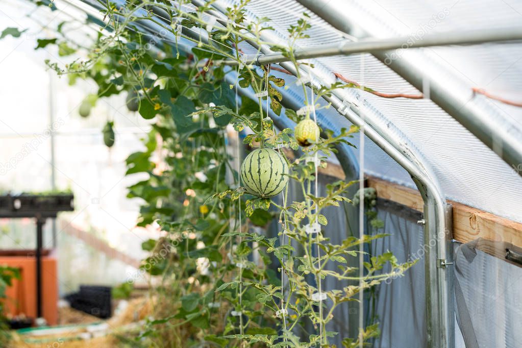 Organic fruits growing on a melon vine in a greenhouse