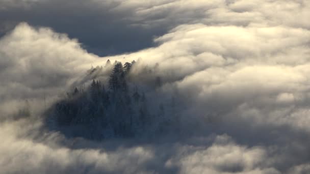 Close Mountain Peak Trees Breaking Cloud Inversion Sunrise — Stock Video