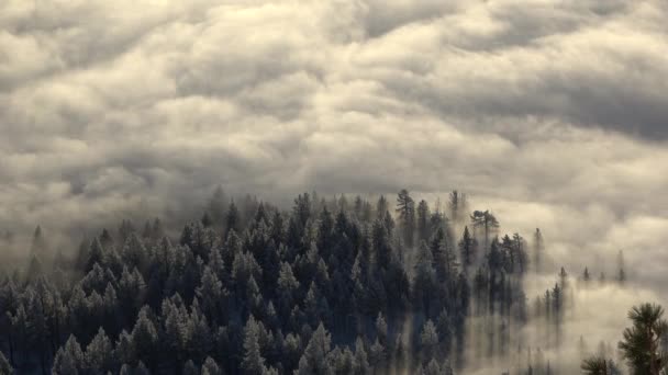 Закрыть Облачную Инверсию Матовыми Деревьями Светлыми Лучами Зимой — стоковое видео