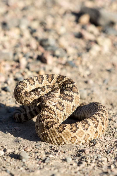 Serpent Sonnette Enroulé Colère Dans Nevada Par Lac Pyramidal — Photo