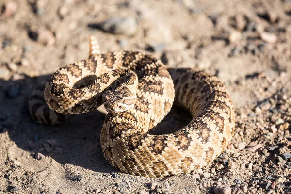 Dühös Csörgőkígyó Nevadában Piramis Mellett — Stock Fotó