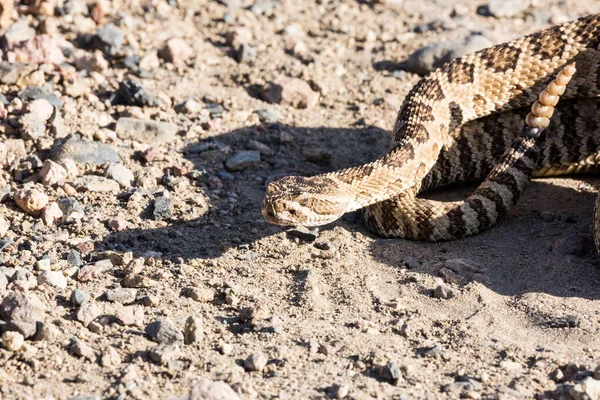 Közelkép Csörgőkígyó Közúti Nevada Piramis Mellett — Stock Fotó