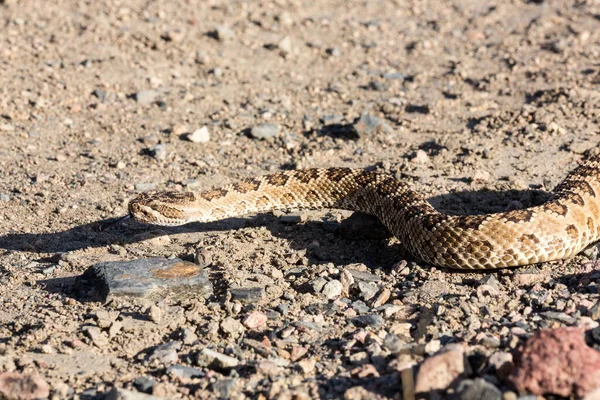 Close View Rattlesnake Road Nevada Pyramid Lake — 스톡 사진