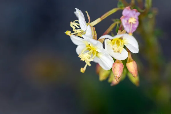 Duna Flores Onagra Nevada Por Lago Pirámide — Foto de Stock